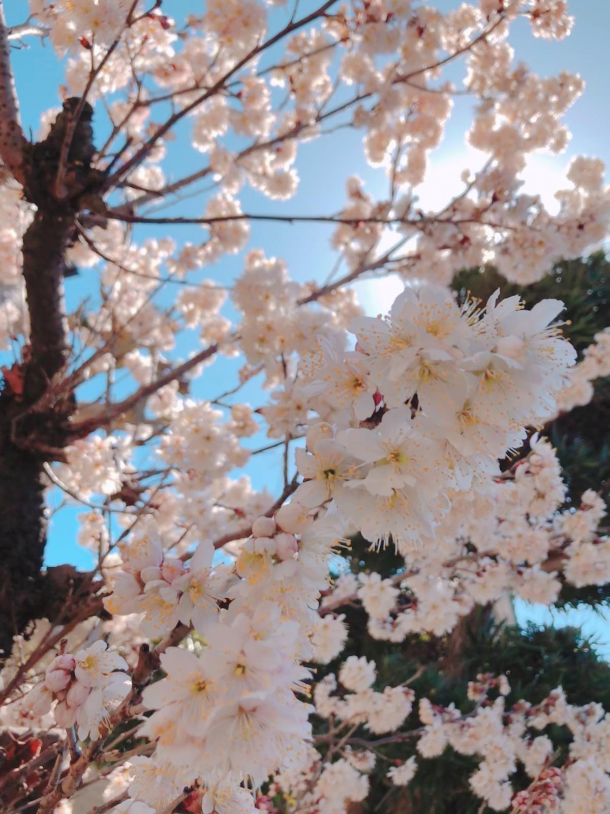 3月3日は桃の節句です！もう春も間近！